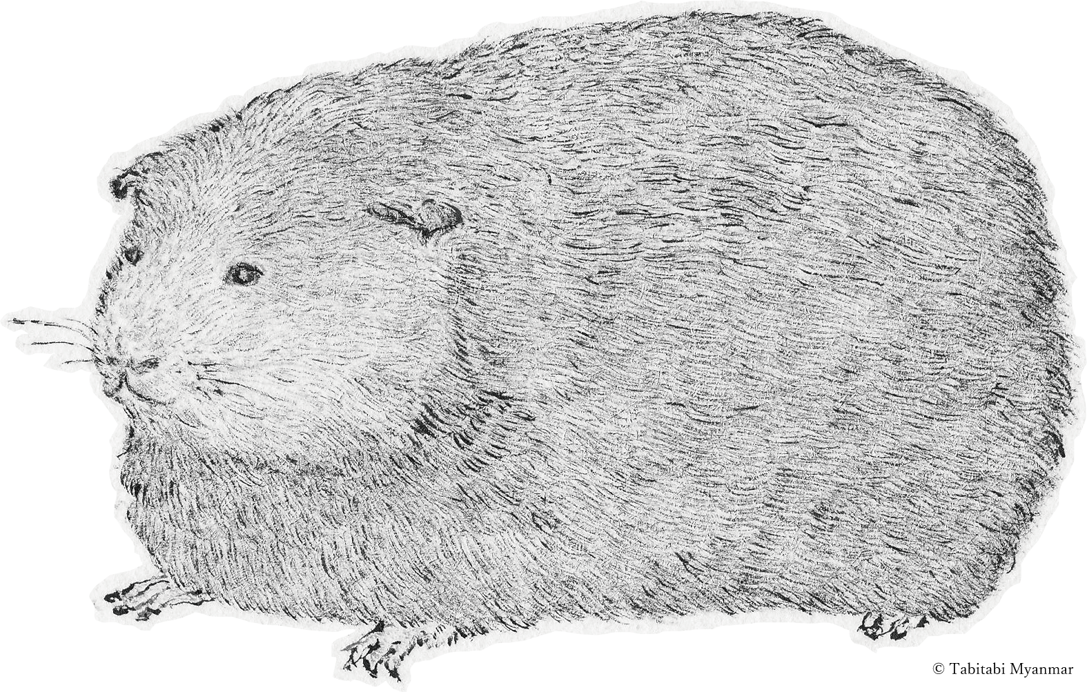 モルモット（Guinea Pig）
